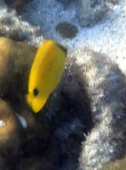 Chaetodon andamanensis