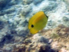 Chaetodon andamanensis