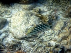 Lutjanus decussatus