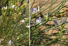 Psoralea usitata
