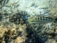 Lutjanus decussatus