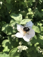 Bombus hypnorum