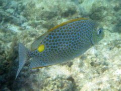 Siganus guttatus