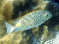 Siganus guttatus
