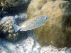 Siganus guttatus