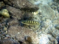 Lutjanus decussatus