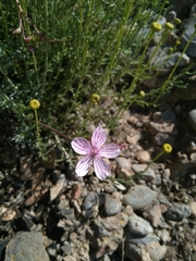 Erodium rupestre