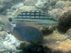 Lutjanus decussatus