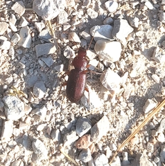Carabidae