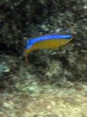 Chrysiptera brownriggii