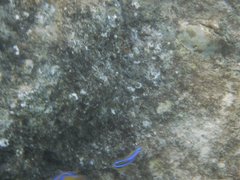 Chrysiptera brownriggii