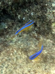 Chrysiptera brownriggii