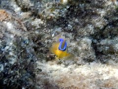 Chrysiptera brownriggii