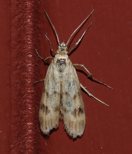 Twin-barred Knot-horn