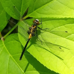 Leucorrhinia proxima