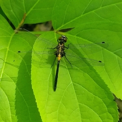 Leucorrhinia proxima