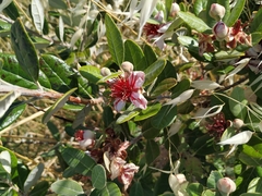 Feijoa sellowiana