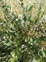 Feijoa sellowiana