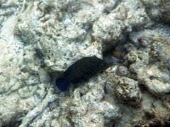 Cephalopholis formosa