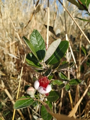 Feijoa sellowiana