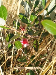 Feijoa sellowiana