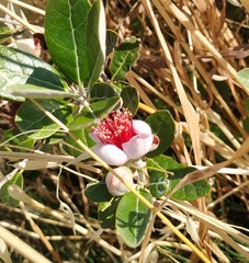 Feijoa sellowiana