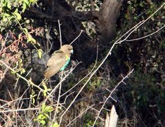 Poicephalus meyeri damarensis