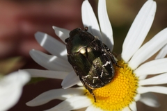 Protaetia cuprea