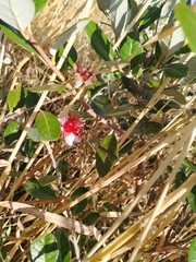 Feijoa sellowiana