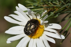 Protaetia cuprea