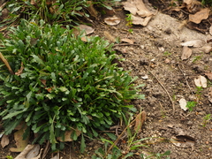 Leucanthemum pallens