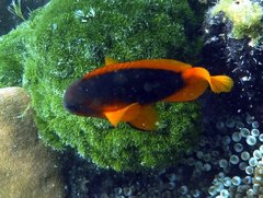 Amphiprion ephippium