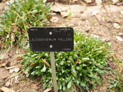 Leucanthemum pallens