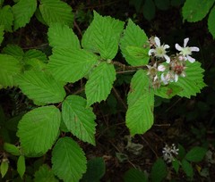 Rubus hylocharis