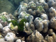 Hemiglyphidodon plagiometopon