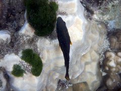 Hemiglyphidodon plagiometopon