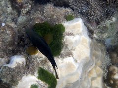 Hemiglyphidodon plagiometopon