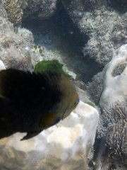 Hemiglyphidodon plagiometopon