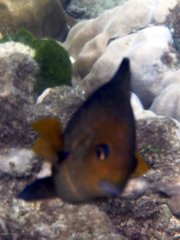 Hemiglyphidodon plagiometopon