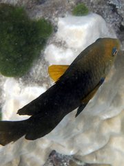 Hemiglyphidodon plagiometopon