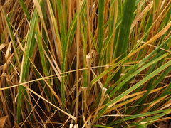 Calamagrostis × acutiflora