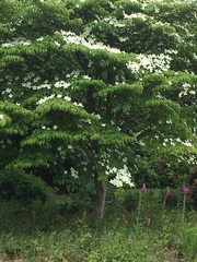 Cornus kousa