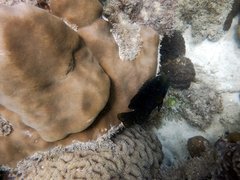 Hemiglyphidodon plagiometopon