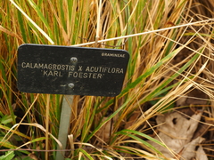 Calamagrostis × acutiflora