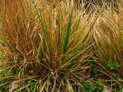Calamagrostis × acutiflora