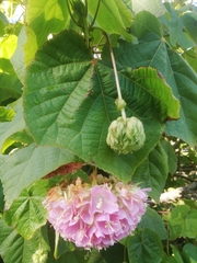 Dombeya wallichii