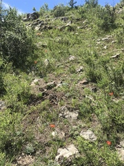 Lilium pumilum