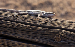 Urosaurus graciosus