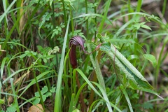 Arisaema costatum