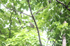 Pycnonotus goiavier
